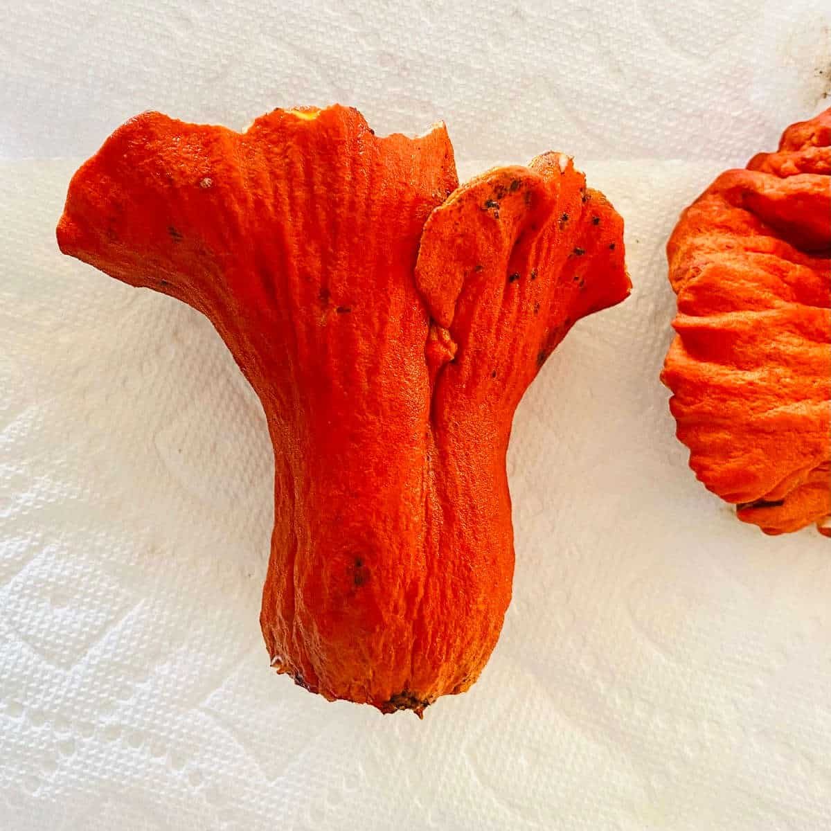 fresh lobster mushroom cleaned